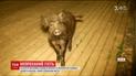 В центре столицы Литвы дикий кабан напугал людей