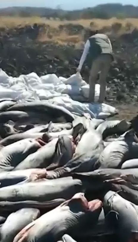 В Мексике нашли прямо на дороге туши акул без плавников