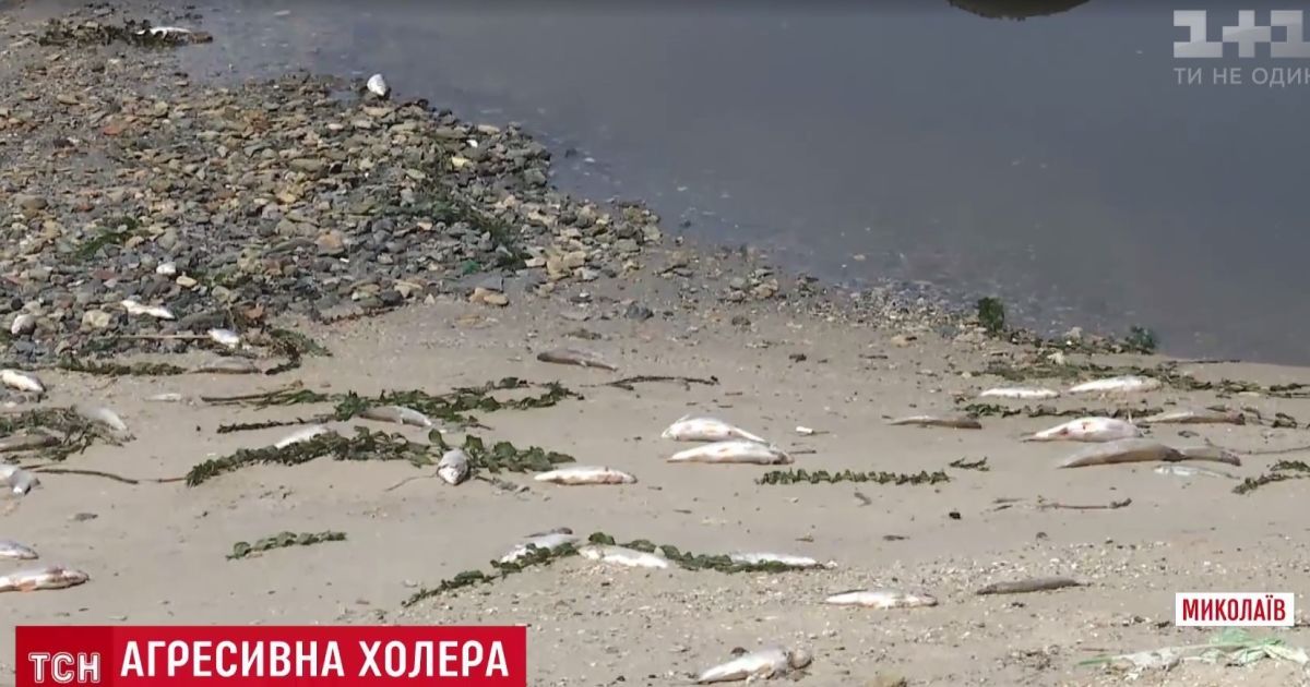 Збудник холери агресивний: у Миколаєві готуються до повторення епідемії, котра забрала десятки життів