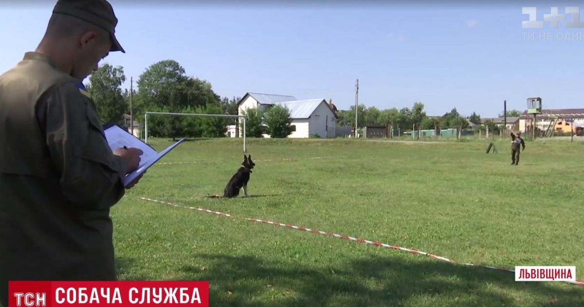 Службові собаки Нацгвардії зібралися на видовищний турнір