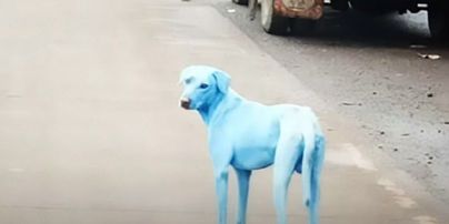 В Индии зоозащитники забили тревогу из-за голубых собак