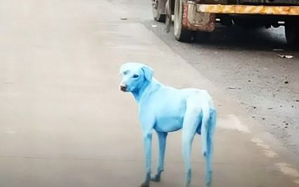 В Индии зоозащитники забили тревогу из-за голубых собак