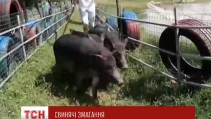 Китайські фермери влаштували свинячий тріатлон в контактному зоопарку