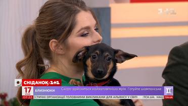 Цуценята П’ятнашка та Кубик шукають родину