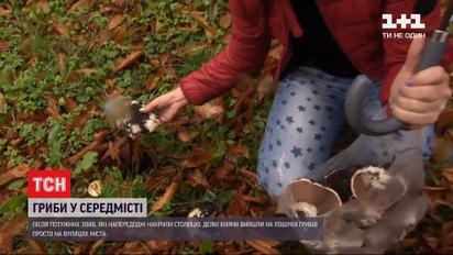 Последствия ливня: в центре Киева местные собирают шампиньоны