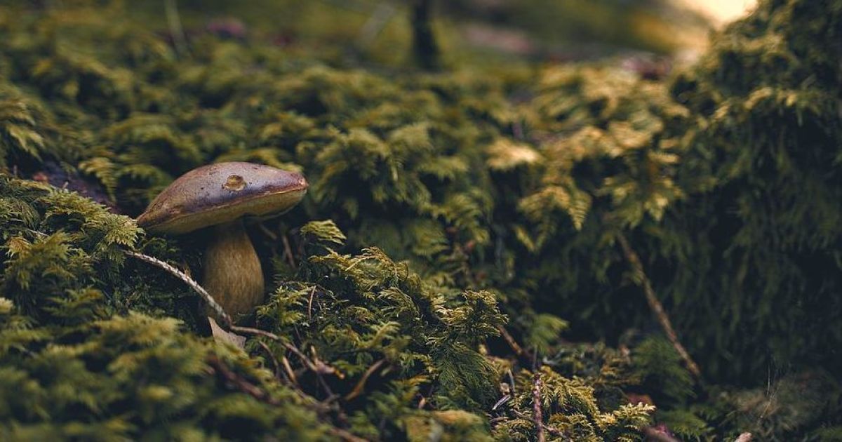 У Вінницькій області померли двоє дітей, яких мати нагодувала грибами