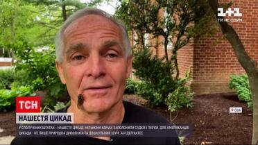 Новости мира: нашествие цикад в США – каких хлопот доставляют насекомые и почему американцы их едят