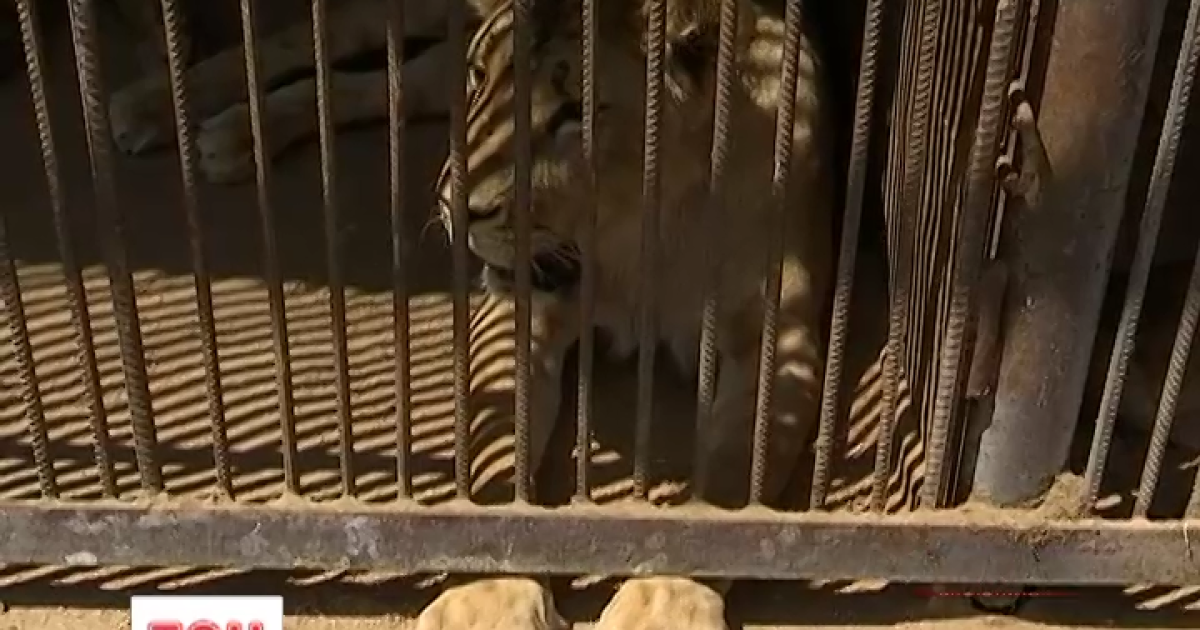 Пострадавший в зверинце на Львовщине пьяный мужчина сначала бил льва по морде