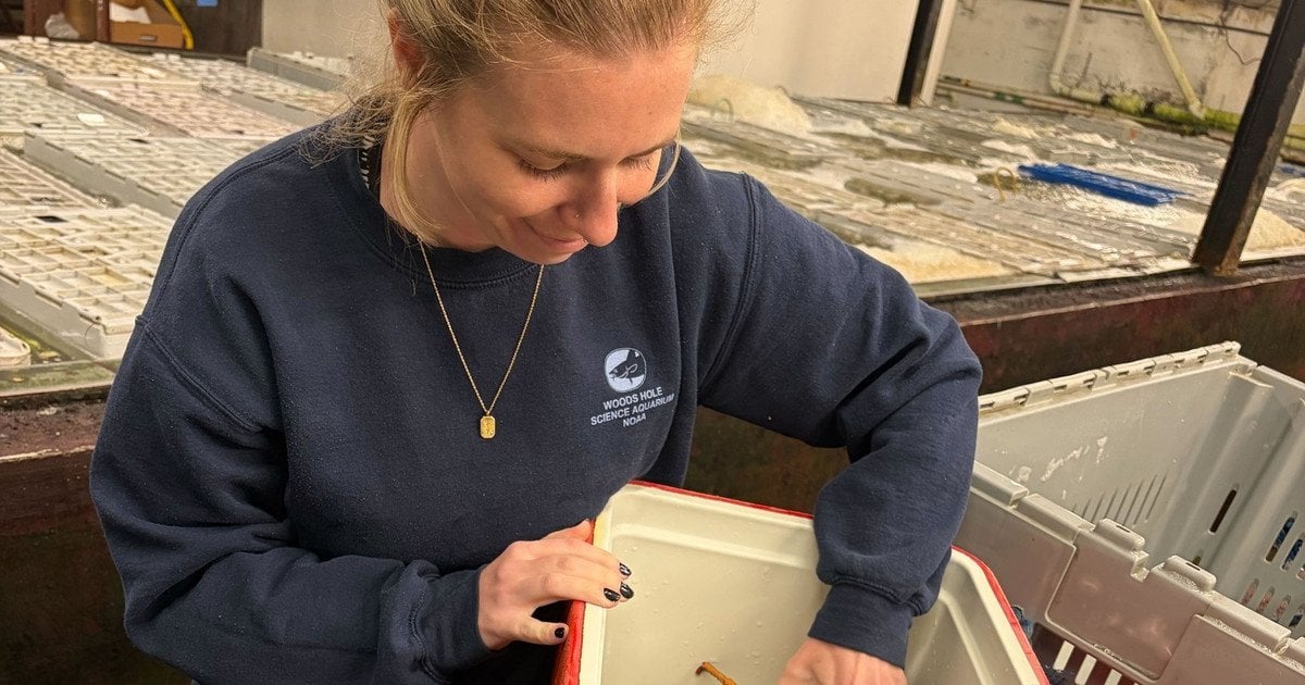 Двоколірний лобстер. Фото: Wellfleet Shellfish Company/Facebook