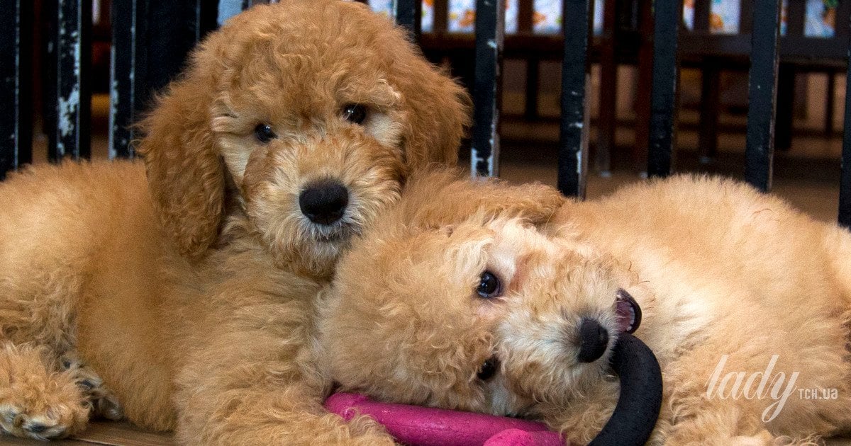 Ідеальне щеня