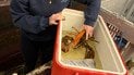 Двоколірний лобстер. Фото: Wellfleet Shellfish Company/Facebook