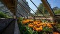 Как садоводство может спасти ваше ментальное здоровье