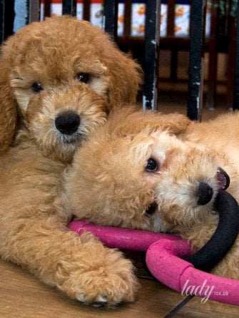 Ідеальне щеня