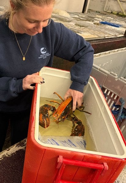 Двоколірний лобстер. Фото: Wellfleet Shellfish Company/Facebook