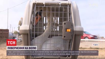 Возвращение на свободу: в Одессе отпустили спасенного лебедя