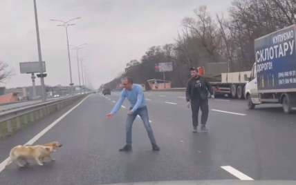 Чоловік зупинив рух на трасі Київ-Бориспіль, щоб собаки могли спокійно перейти дорогу: відео