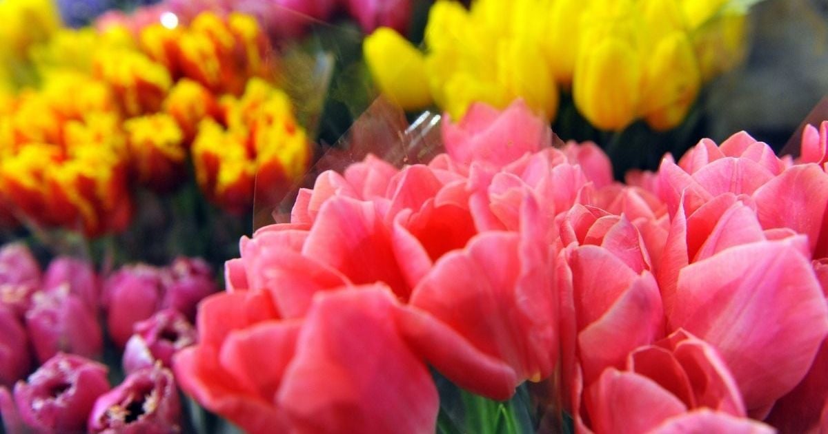 Пережиток минулого чи привід для свята. Як українці ставляться до 8 Березня