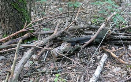 Чи можна збирати сухостій з лісу на дрова