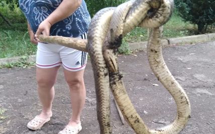 На Закарпатье женщина обнаружила во дворе гигантскую змею и стала объектом хейта в соцсети