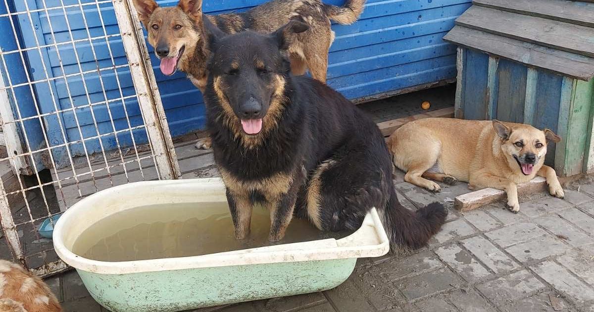 Тисячі котів і собак під загрозою опинитися на вулиці: у Києві може закритися притулок для тварин