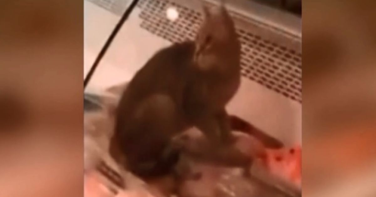 У Києві "оголосили в розшук" кота, котрий з’їв м’ясо у вітрині супермаркету