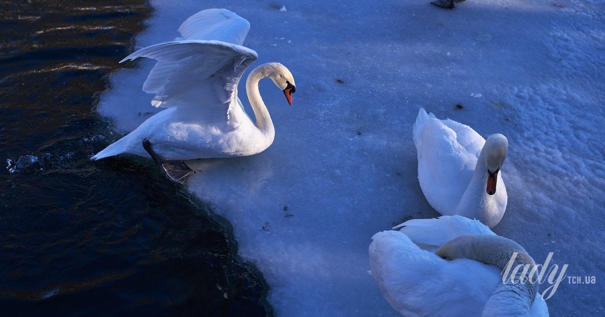 Гороскоп на 26 січня - 1 лютого 2026 року