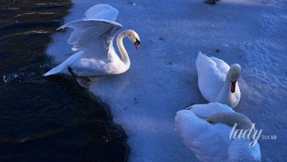 Гороскоп на 26 января - 1 февраля 2026 года