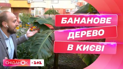 В одному зі столичних районів росте бананове дерево: чи чекати українських бананів у майбутньому