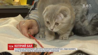 У столиці до міжнародного дня котів розпочався весняний бал