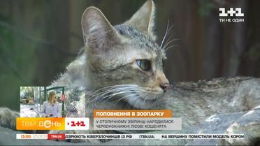 Бебі-бум у тварин: одразу у трьох українських зоопарках народилися дитинчата