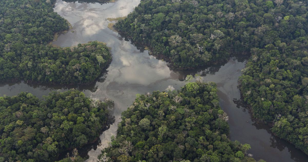 Ученые обнаружили новых микробов на торфяниках Амазонки