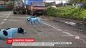 Стаи голубых собак заполонили улицы индийского города Мумбай