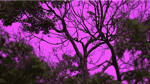  / © скриншот з відео