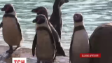 У лондонському зоопарку до Дня всіх закоханих пінгвінам роздали незвичайні смаколики