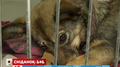 Кто чаще всего помогает бездомным животным