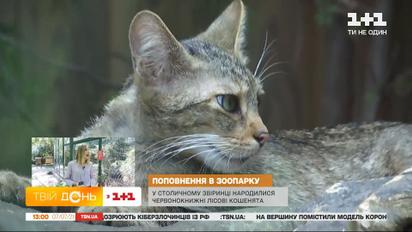 Бэби-бум у животных: сразу в трех украинских зоопарках родились детеныши
