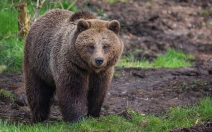 Працівники британського зоопарку застрелили двох ведмедиць, які втекли з вольєра