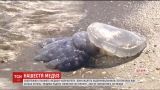 В Одесі на узбережжі відпочивальники помітили небезпечних медуз