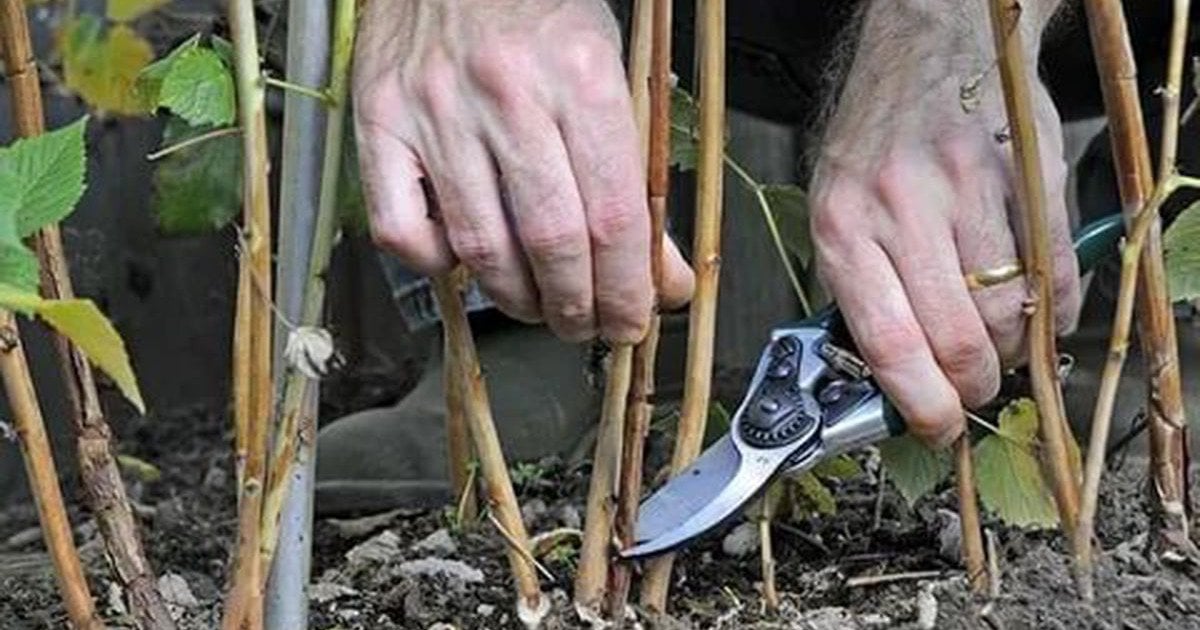 Как обрезать ремонтантную малину