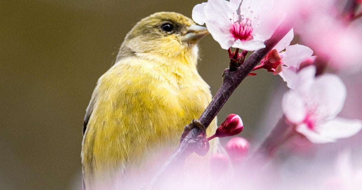 Який сьогодні, 23 квітня, день ангела