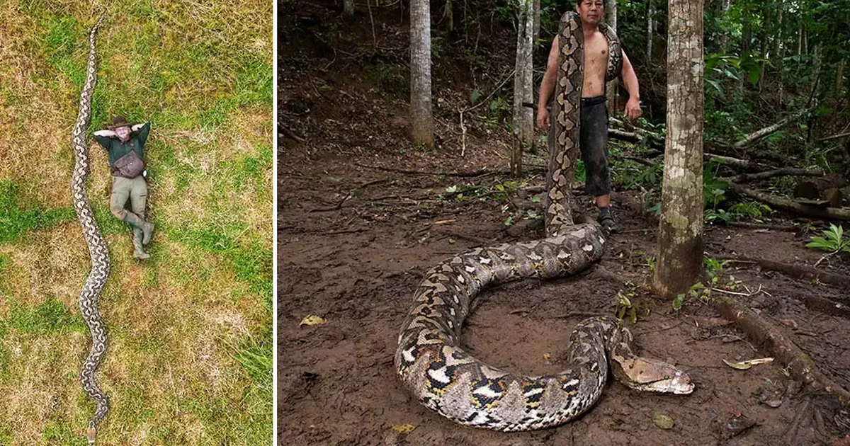 Самый длинный питон. Фото: Книга рекордов Гиннеса