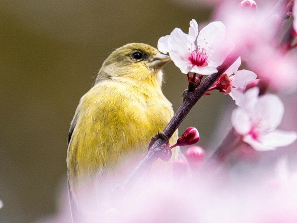 В Україні 16 квітня очікується до 19 градусів тепла / © pexels.com