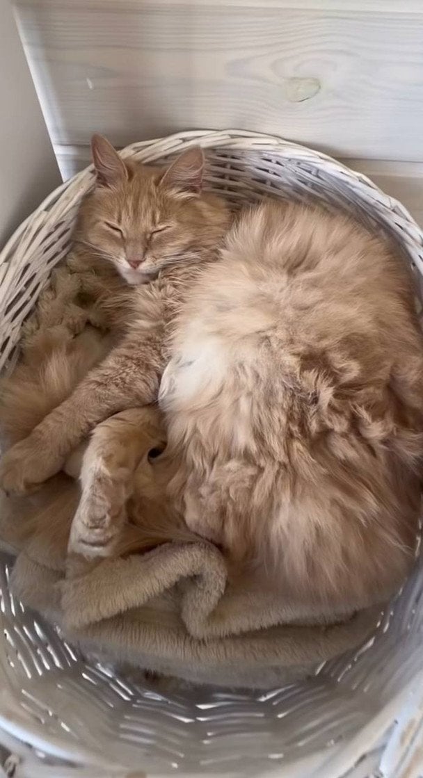 Кішка Наталії Могилевської / © instagram.com/nataliya_mogilevskaya