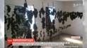 У Херсонській області "наркоагрономи" висадили 1500 добірних кущів конопель