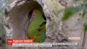 В британском зоопарке впервые показали редких попугаев породы Макао