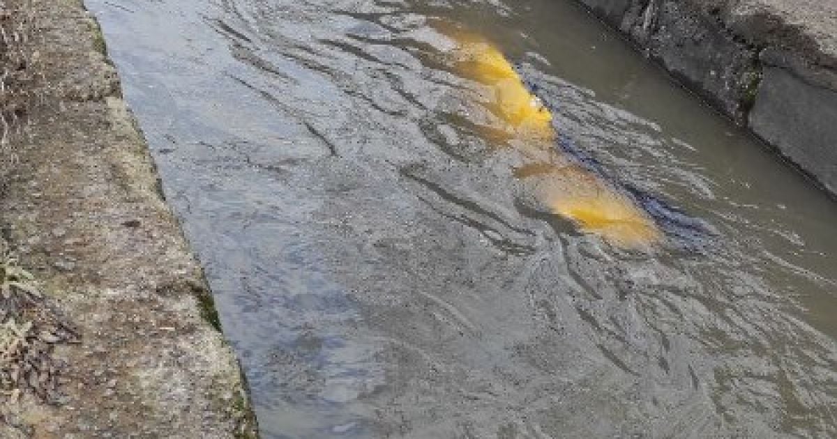 У Києві оприлюднено фото Либіді, що перебуває у жахливому стані