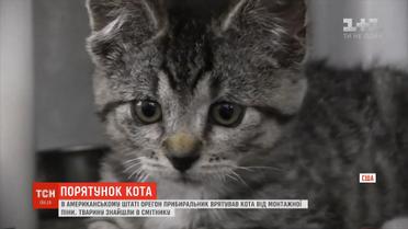 В американському штаті Орегон прибиральник врятував кота від монтажної піни