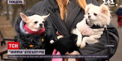 Новости недели: сколько стоит иметь домашнего питомца