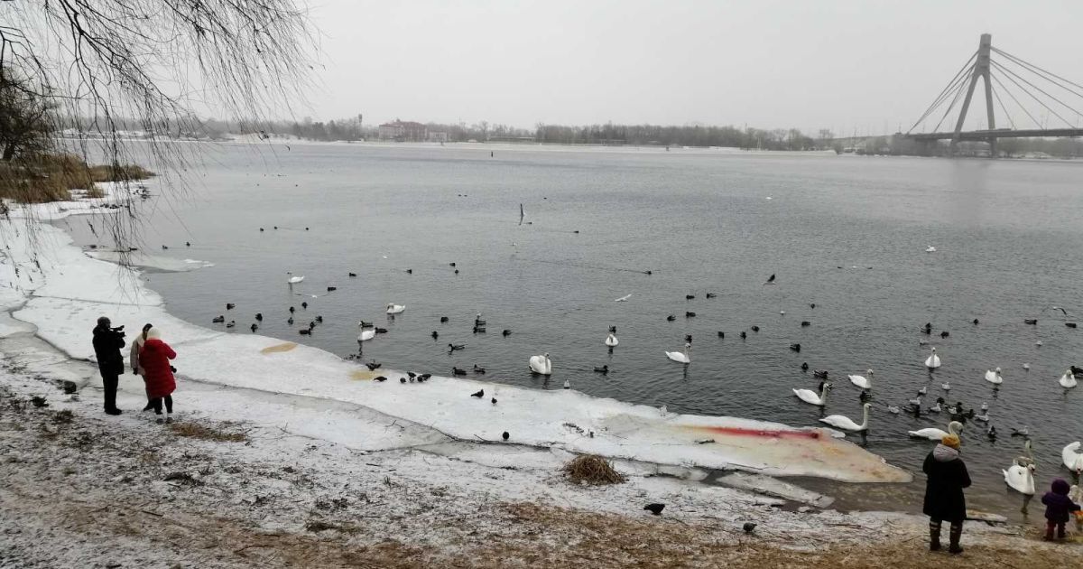 Киян просять не підгодовувати лебедів у столичному парку "Наталка": птахи можуть загинути