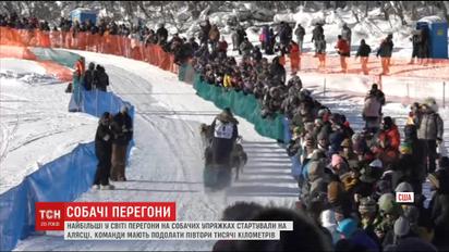 На Аляске началась крупнейшая в мире гонка на собачьих упряжках